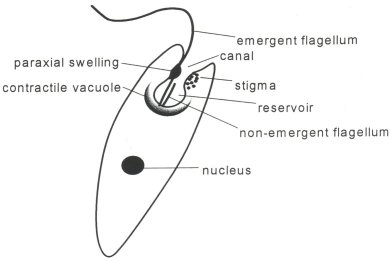 Euglena