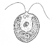 Chlamydomonas
