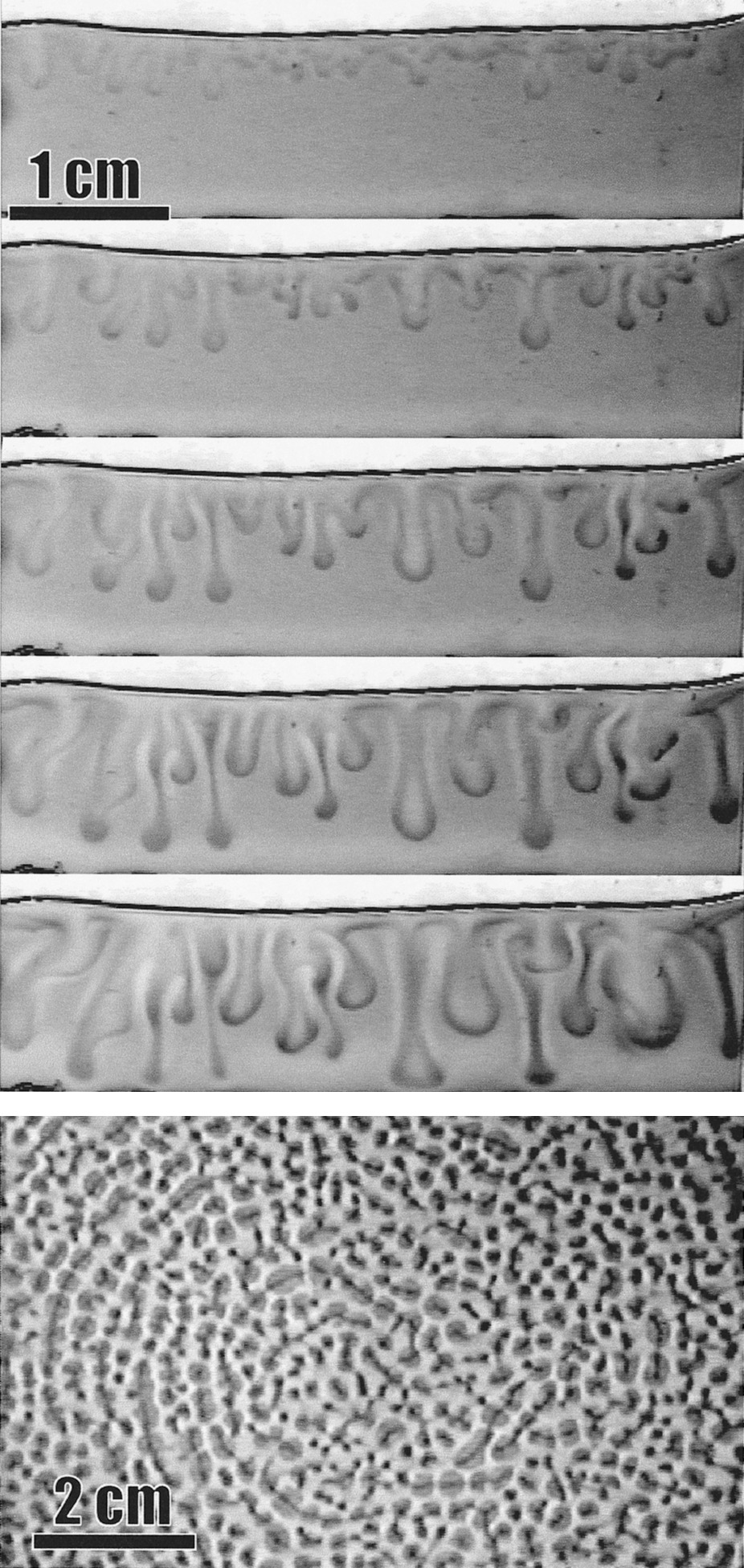 A_Typical_Bio-Convection_Pattern